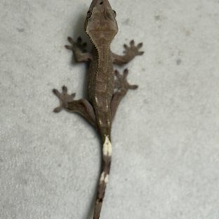 아잔틱
