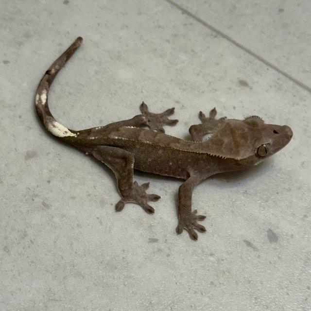 아잔틱