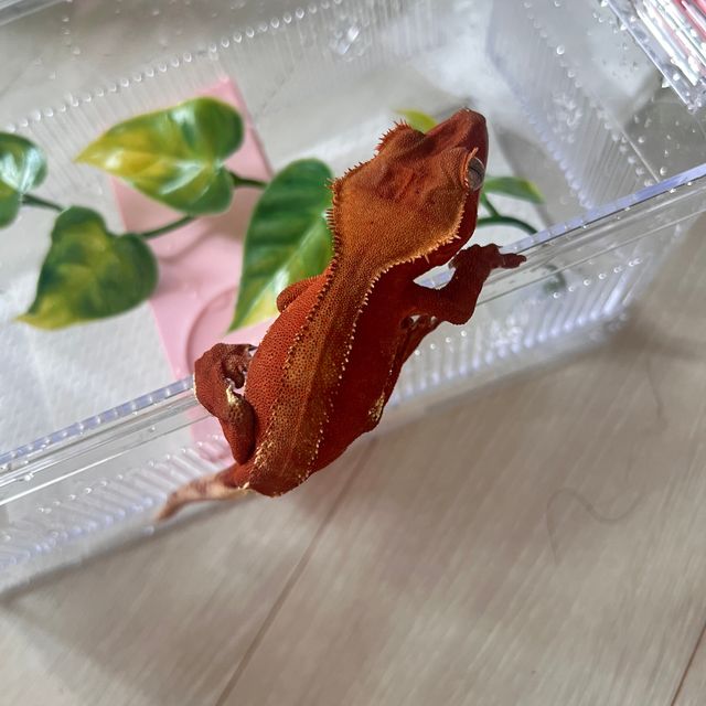 팬텀 레드