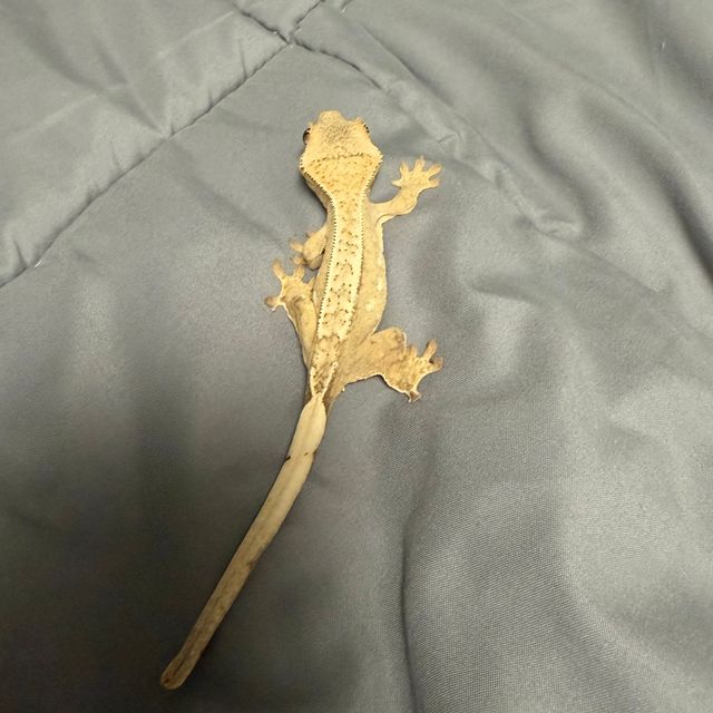 옐로우 크림시클