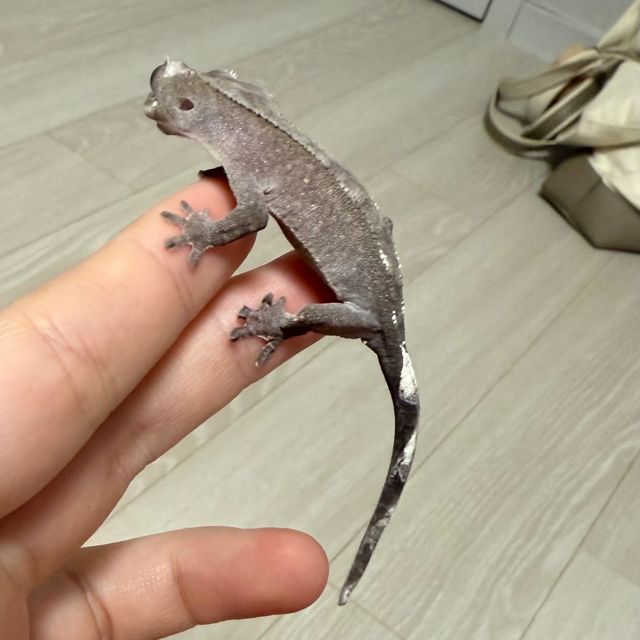 아잔틱