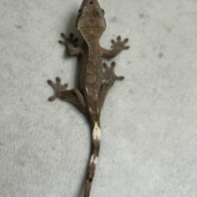아잔틱