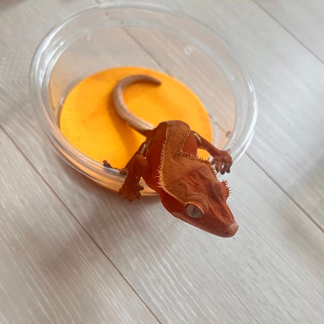 팬텀 레드