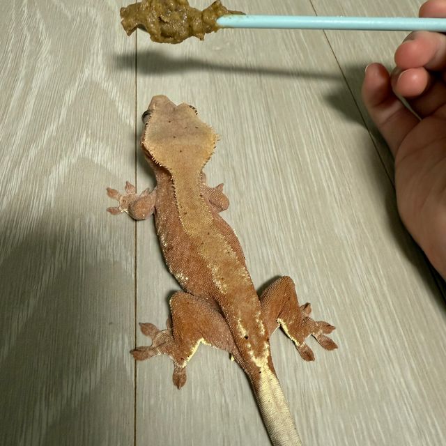 팬텀 레드