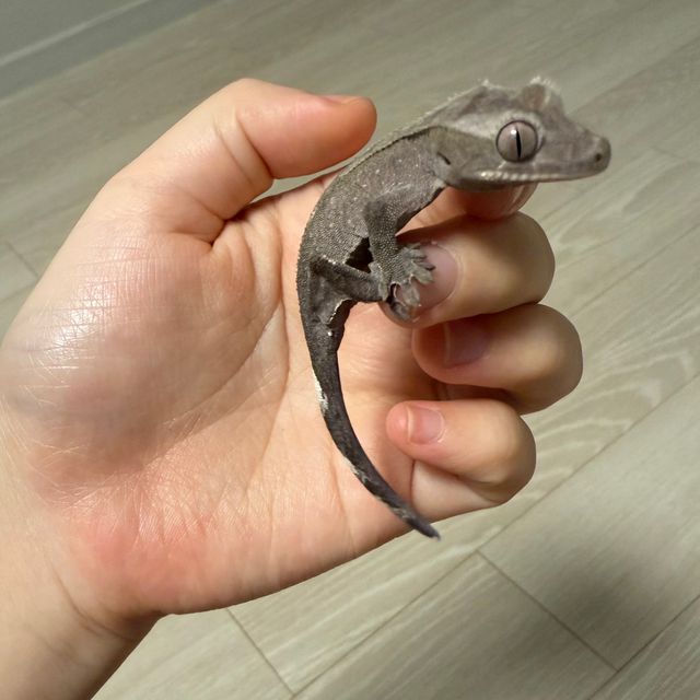 아잔틱
