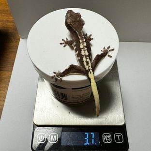 릴잔틱