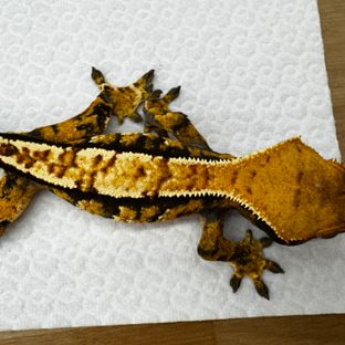 100%헷아잔틱