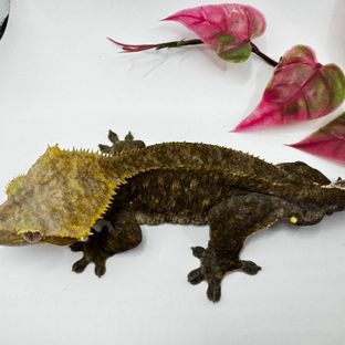 아잔틱