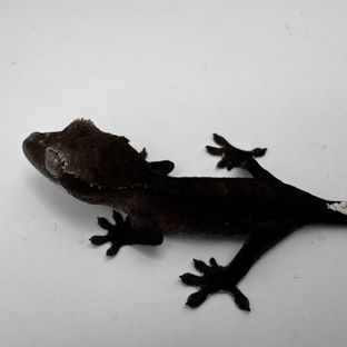 아잔틱