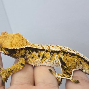 트라이 익스트림할리퀸