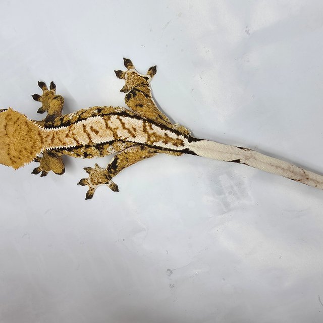 트라이 익스트림할리퀸