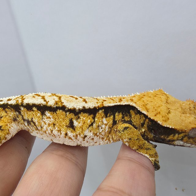 트라이 익스트림할리퀸