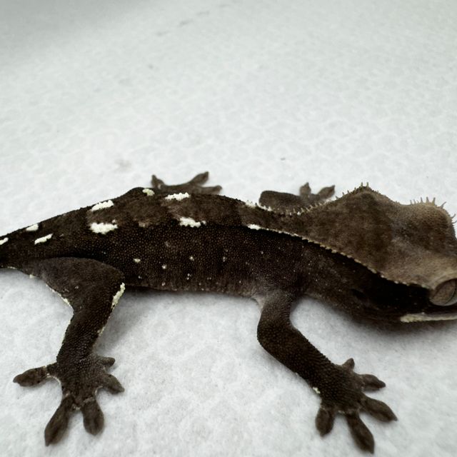 아잔틱