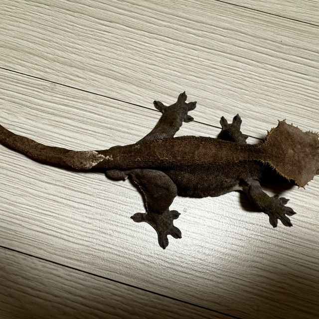 아잔틱