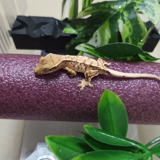트라이