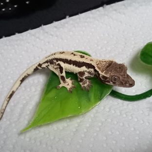 프라푸치노