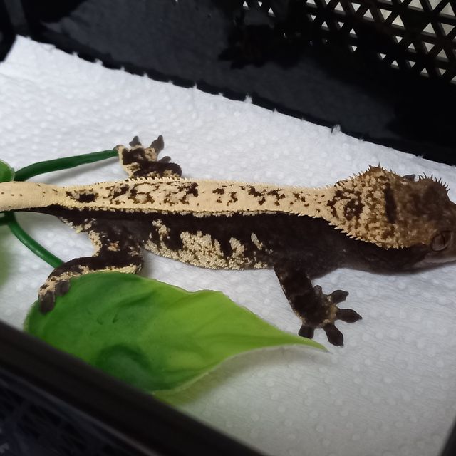 노멀