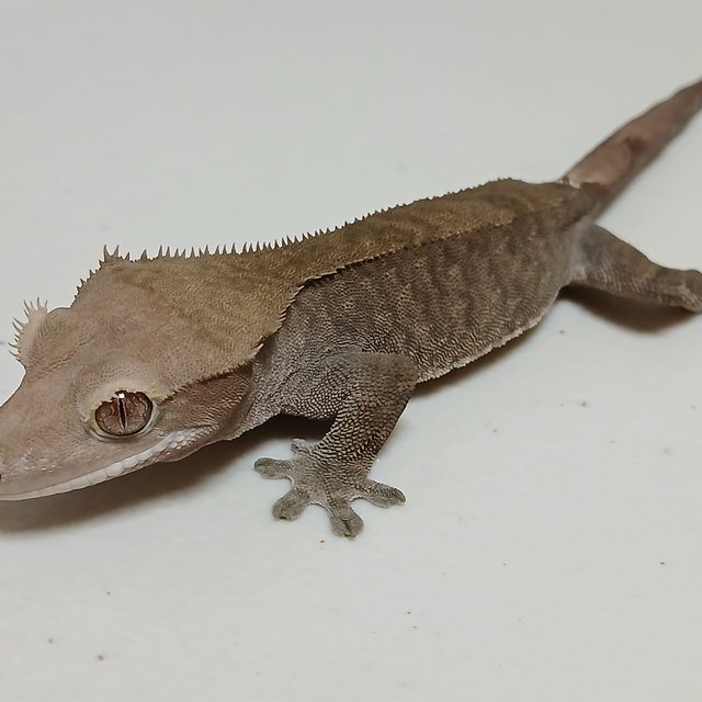 노멀 팬텀 다크