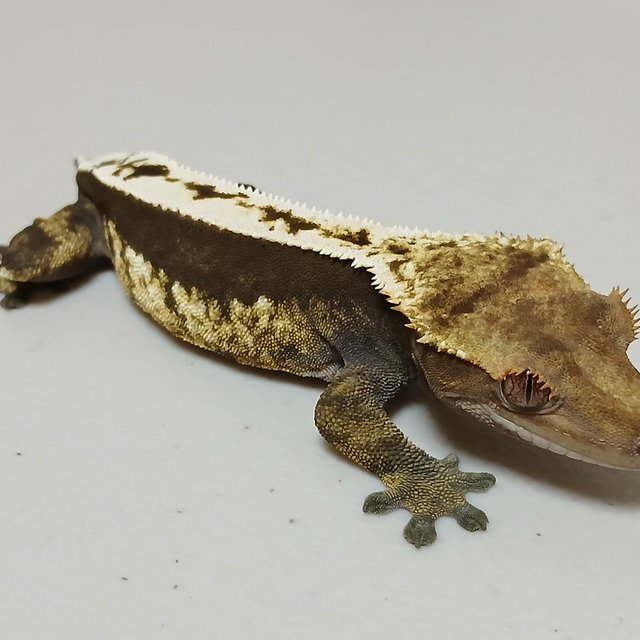 노멀 쿼드 풀핀 핀스트라이프 다크