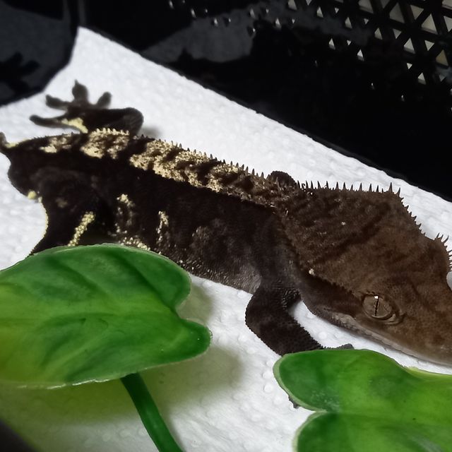 할리퀸 챠콜
