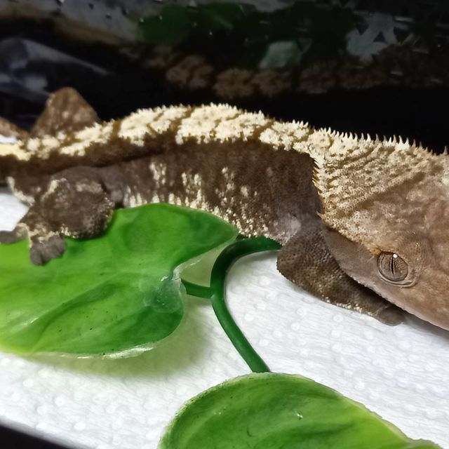 카푸치노