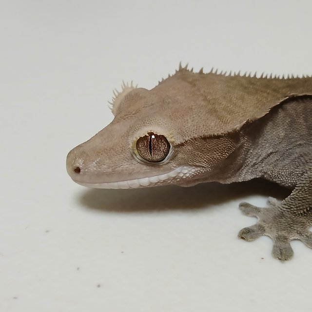 노멀 팬텀 다크