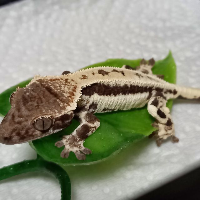 프라푸치노
