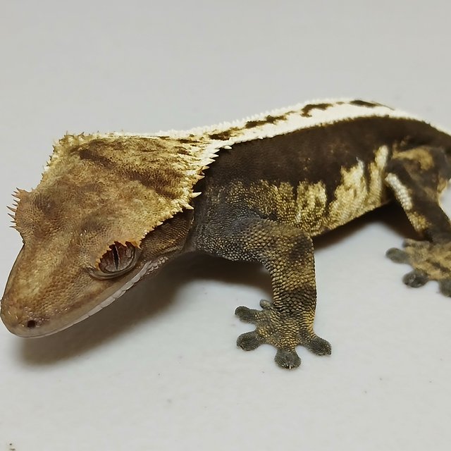 노멀 쿼드 풀핀 핀스트라이프 다크