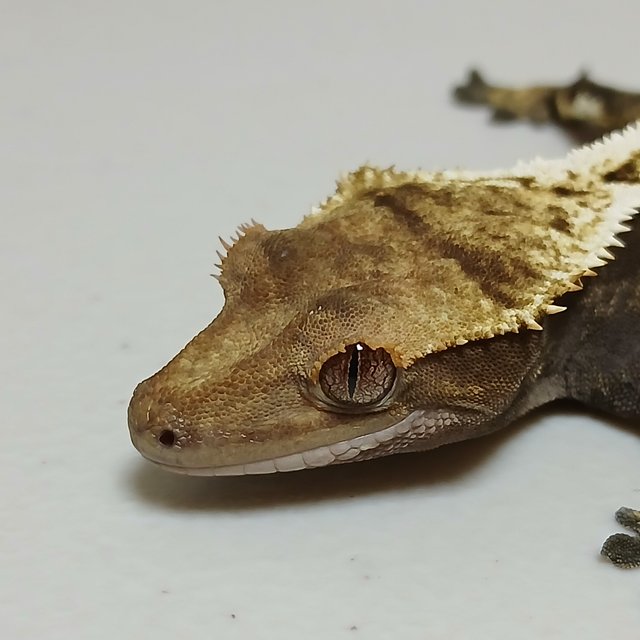 노멀 쿼드 풀핀 핀스트라이프 다크