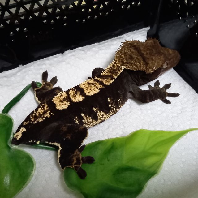 할리퀸 챠콜