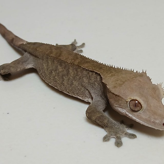 노멀 팬텀 다크