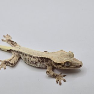 릴리화이트 화이트스팟