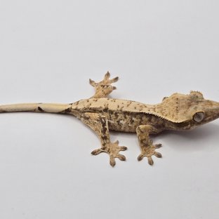 노멀 화이트스팟 화이트