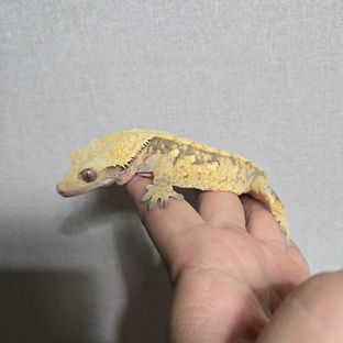 크랭이