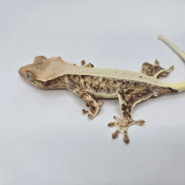 릴리화이트 트라이 화이트스팟