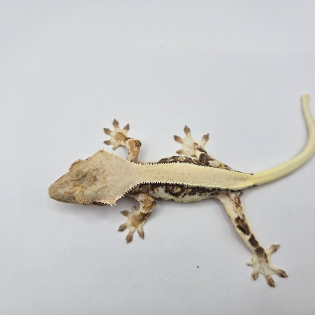 릴리화이트 솔리드백 드리피