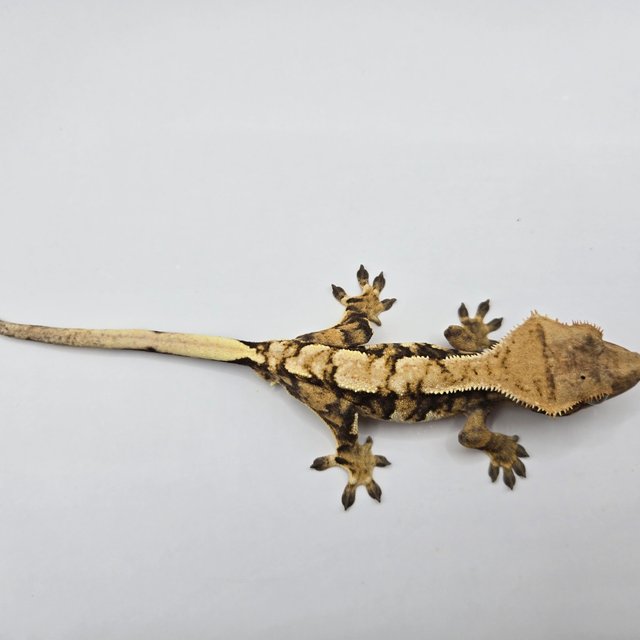 트라이 익스트림할리퀸