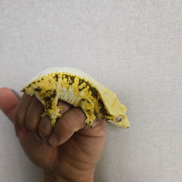 릴리화이트 트라이