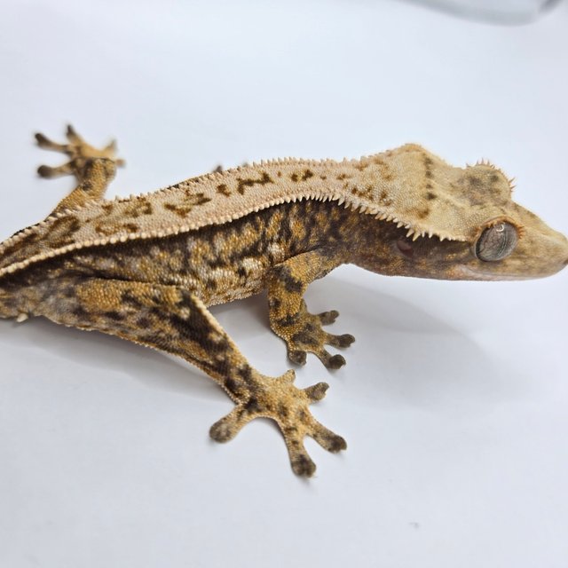 노멀 트라이 핀스트라이프 풀핀 쿼드