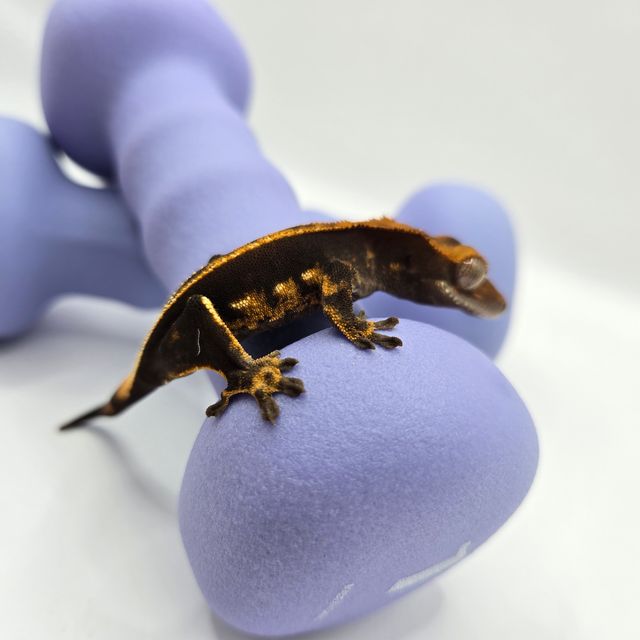 엠티백 쿼드 풀핀 핀스트라이프 다크