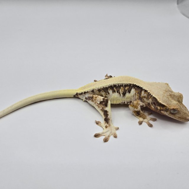 릴리화이트 솔리드백 드리피