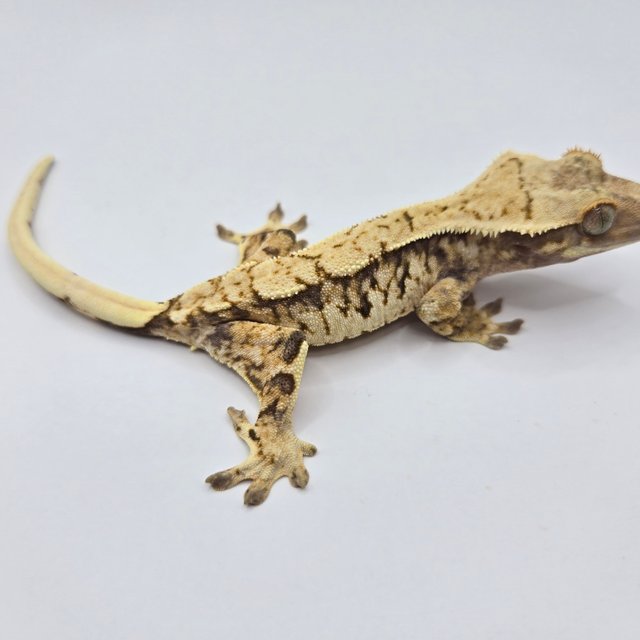 트라이 익스트림할리퀸