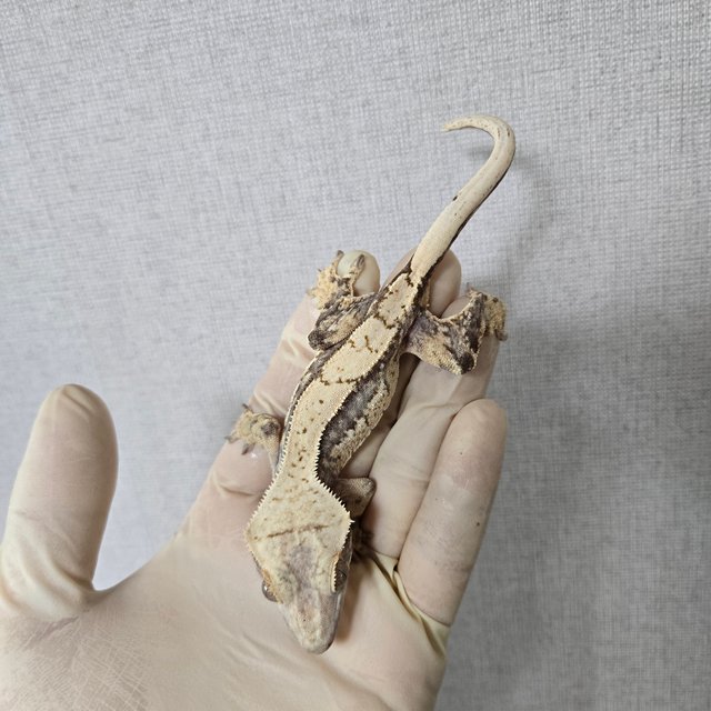 노멀 화이트스팟 화이트포트홀 화이트핀 핀스트라이프 화이트