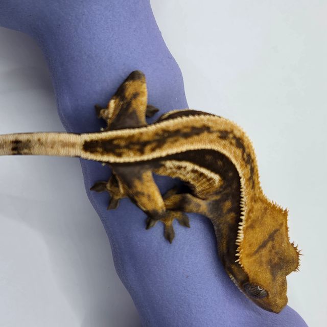 핀스트라이프 풀핀 쿼드 엠티백 다크