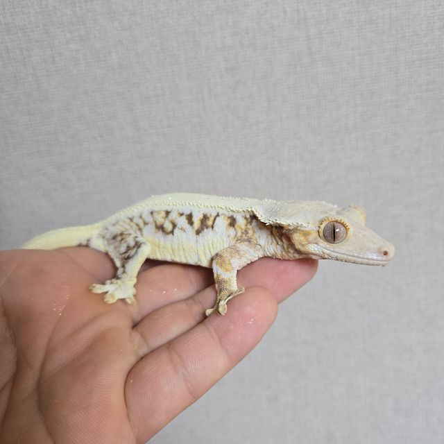 릴리화이트 트라이