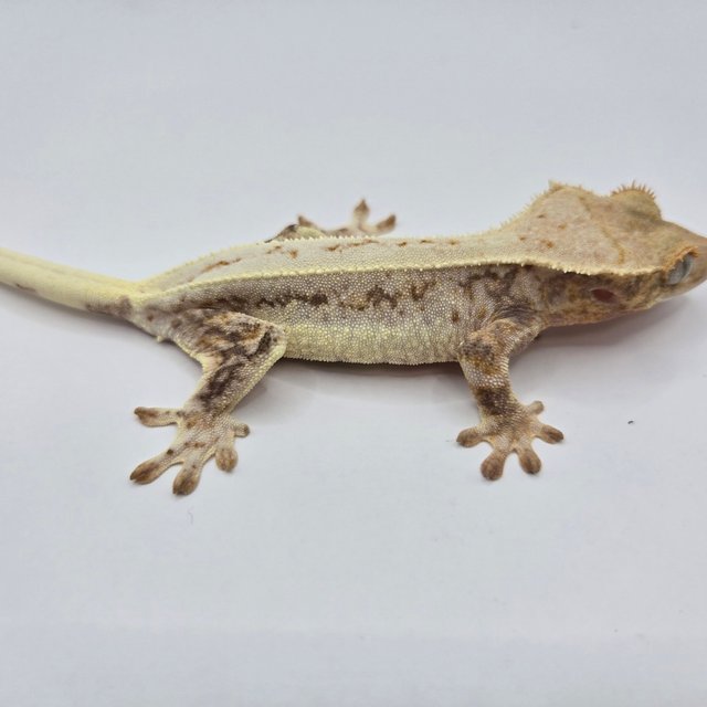 릴리화이트 드리피