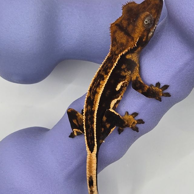 쿼드 풀핀 엠티백 다크