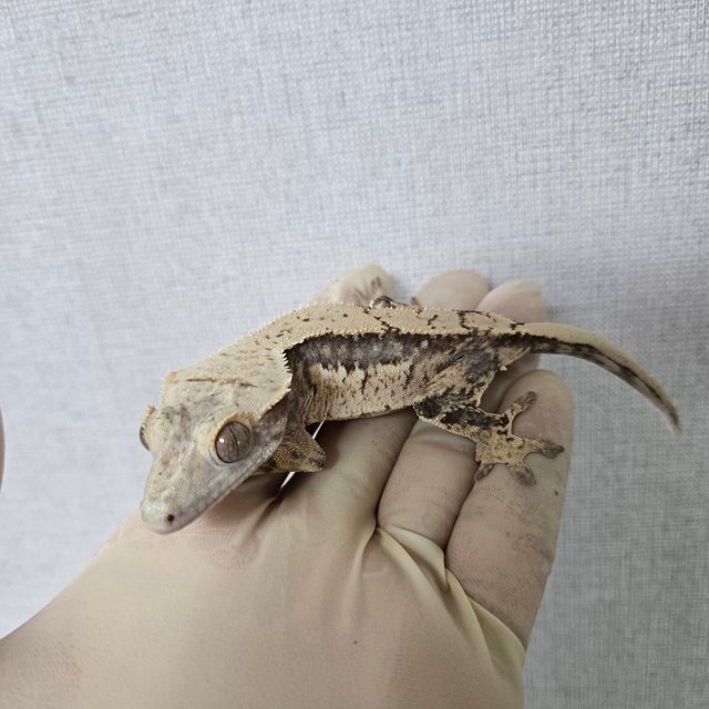 노멀 화이트스팟 화이트포트홀 화이트핀 핀스트라이프 화이트