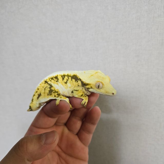 릴리화이트 트라이