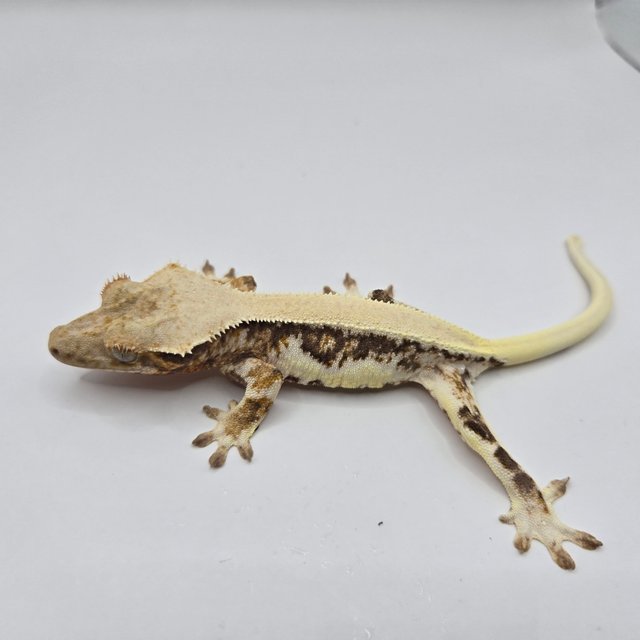 릴리화이트 솔리드백 드리피